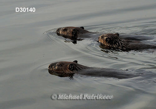 North American Beaver (Castor canadensis)